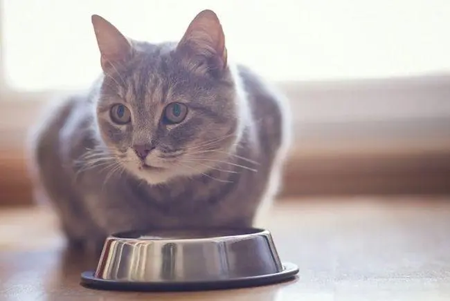 如何用猫粮泡水鉴别好坏？