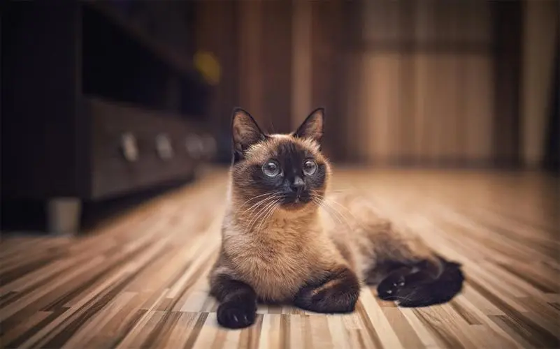 小猫睁眼的时间是多久？