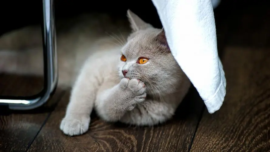 尼伯龙猫：神秘可爱的小宠物