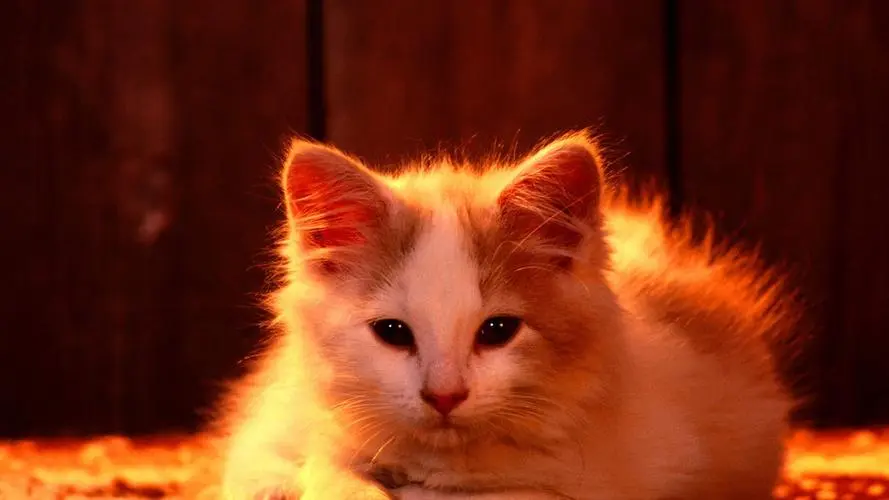 曼基康猫价格大揭秘！一只曼基康猫大概多少钱？