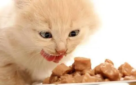 猫是否可以吃虾头？调查与解析
