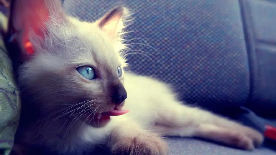 白色长毛猫——同色系的珍贵品种