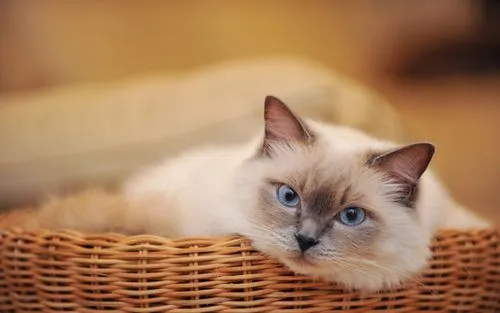 对猫过敏该怎么办？