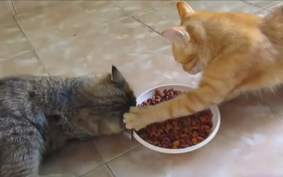 关于小猫崽的饮食习惯和适宜食物