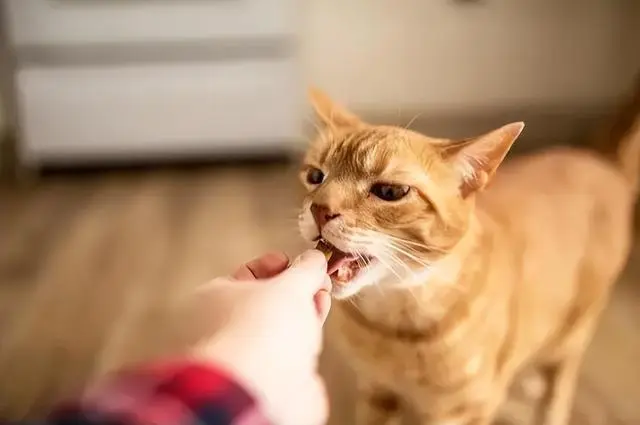 艾宠乐猫粮使用体验分享