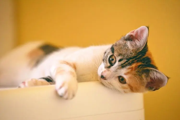 猫咪维生素哪个牌子好？如何正确使用猫咪维生素？