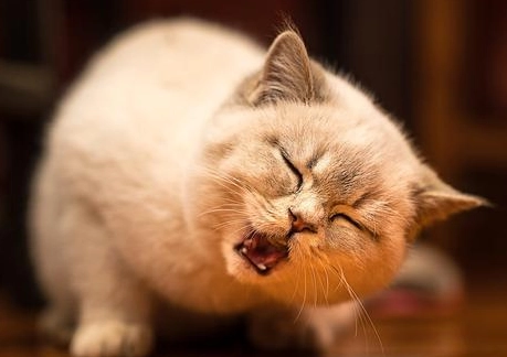 普通猫腹水可以自愈吗？