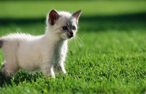 猫咪奶癣-如何帮助你的宠物摆脱疾病