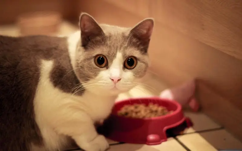 布偶猫粮推荐以及如何选择适合自己家猫的猫粮