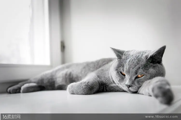 猫睡猫砂盆有必要抱出来吗？